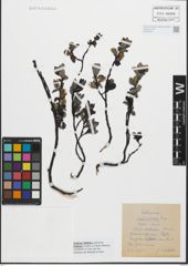 Foto von Salix glabra Scop.